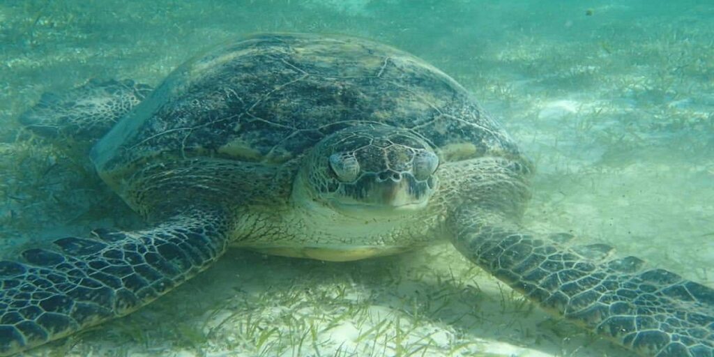 One Day to Abu Dabbab Bay “turtles bay” from Hurghada and El Gouna (5)